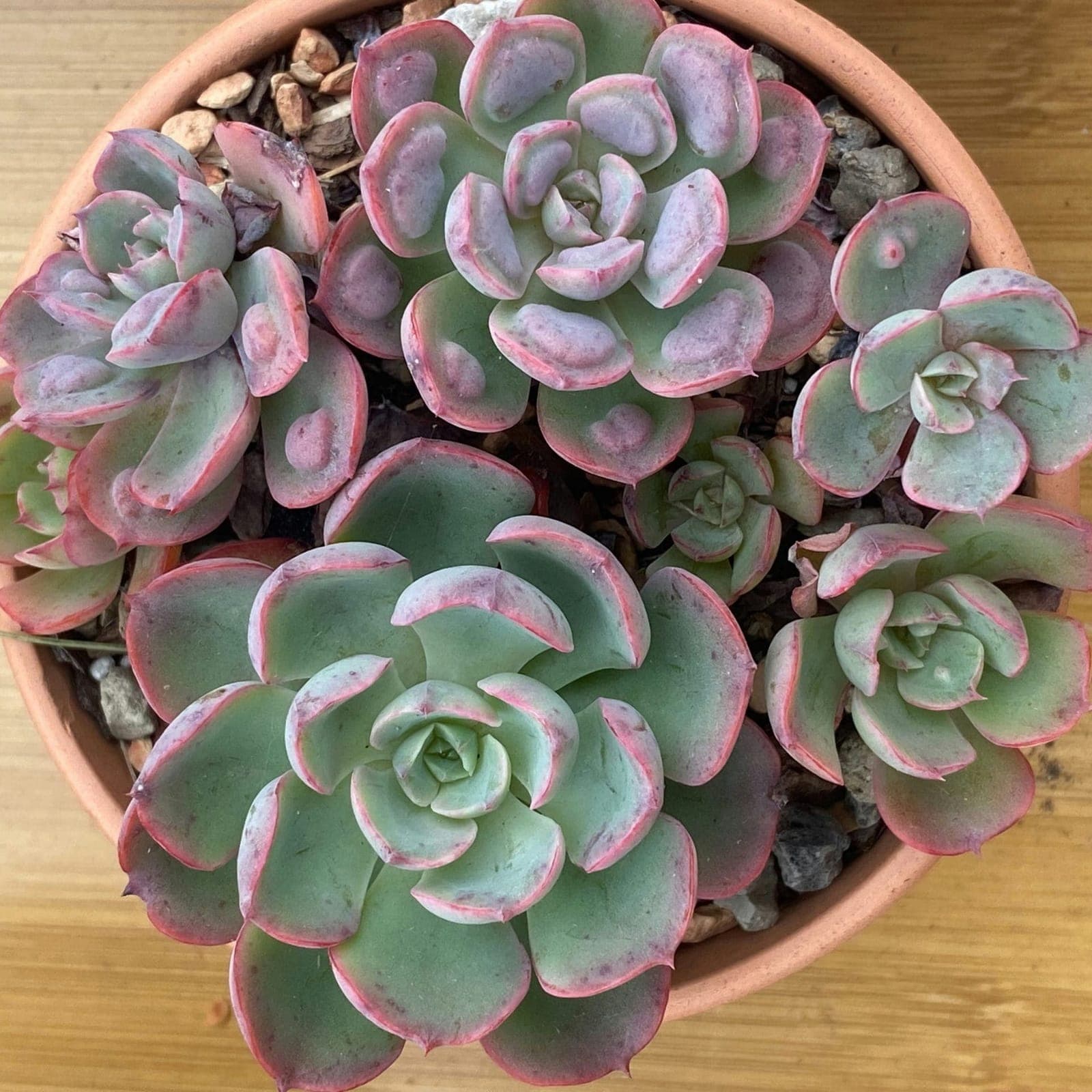 Lipstick Echeveria