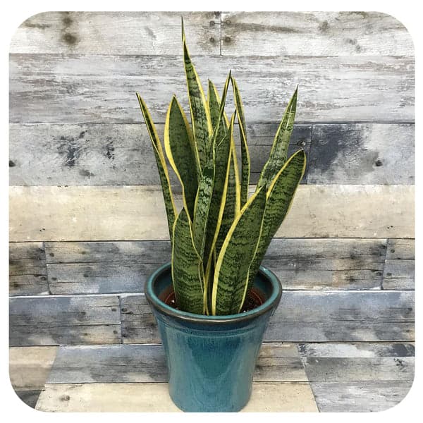 Snake Plant (Laurentii) — available for delivery in Islamabad and Rawalpindi
