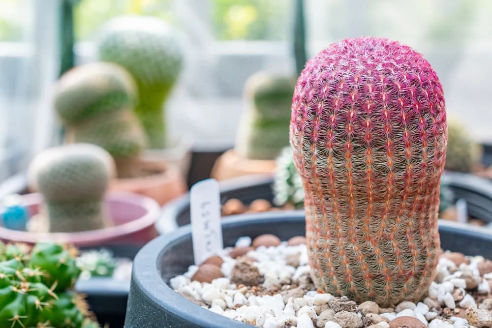 Rainbow Hedgehog Cactus — available for delivery in Islamabad and Rawalpindi