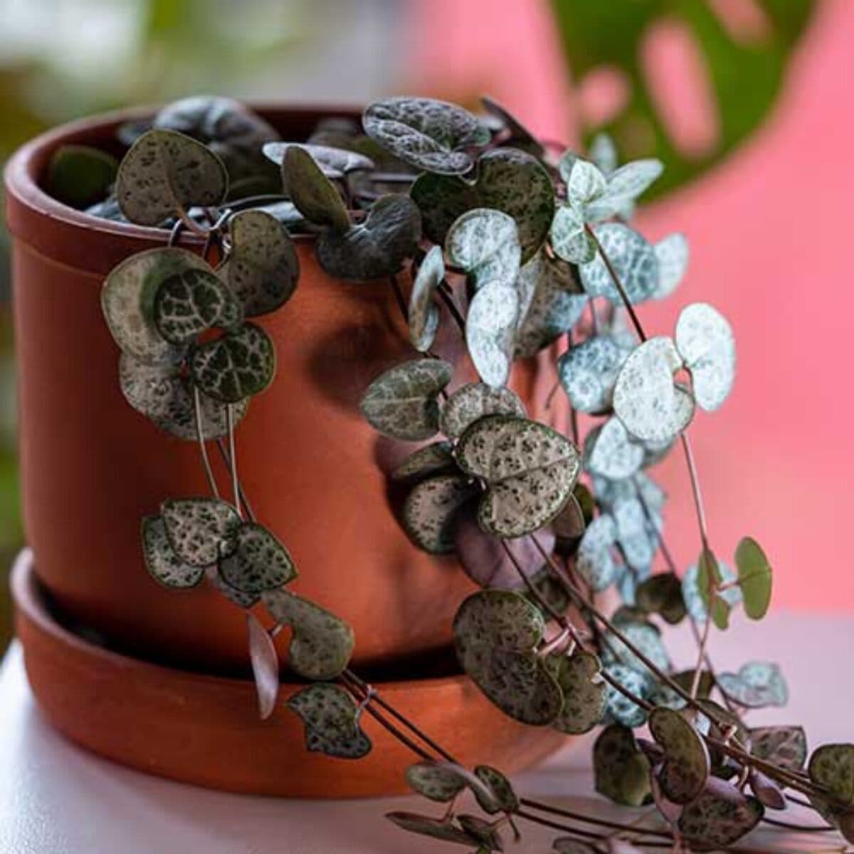 String of Hearts — available for delivery in Islamabad and Rawalpindi