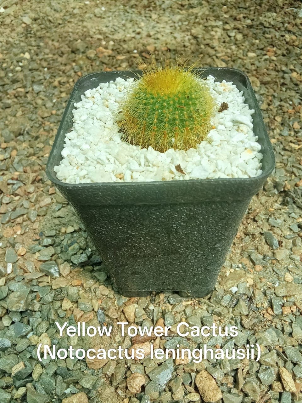 Yellow Tower Cactus (Golden Ball) — available for delivery in Islamabad and Rawalpindi